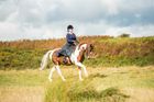 The Moorland 