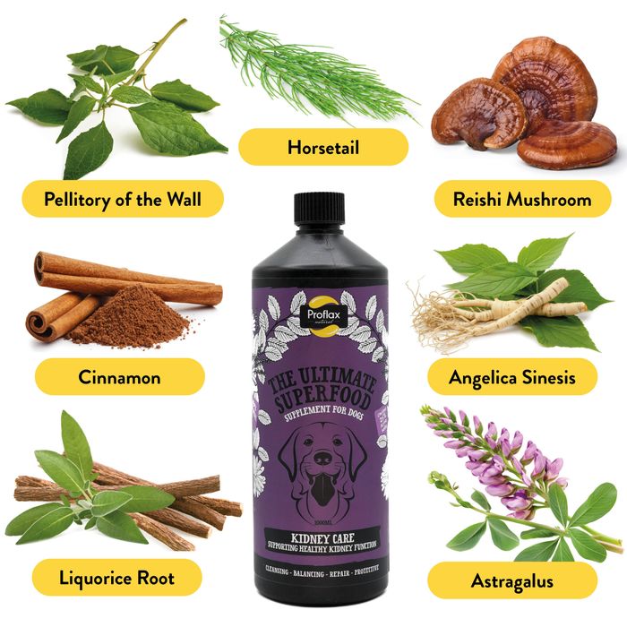 Proflax Kidney Care for Dogs