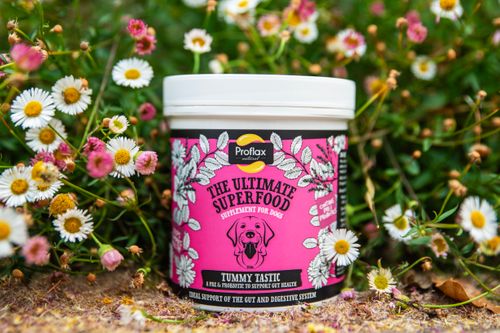 Proflax Tummy Tastic for Dogs