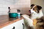 Proflax Plaque Patrol for Dogs