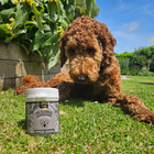 Proflax Supreme Shrooms for Dogs