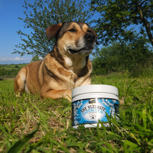 Proflax Senior Superchews for Dogs