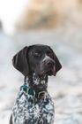 All Weather Biothane collars