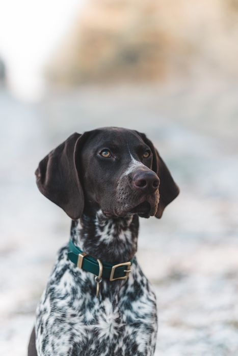 All Weather Biothane collars