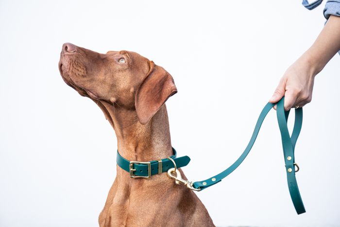 All Weather Biothane dog lead