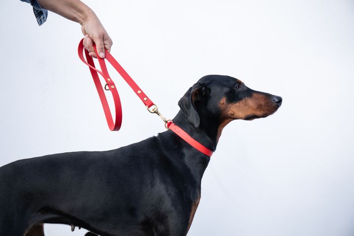 All Weather Biothane dog lead