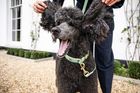 Luxury leather dog range