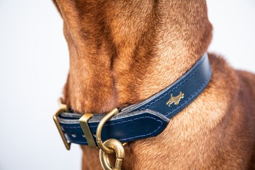 Luxury leather dog range