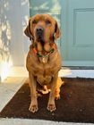 Our bestselling dog accessories 