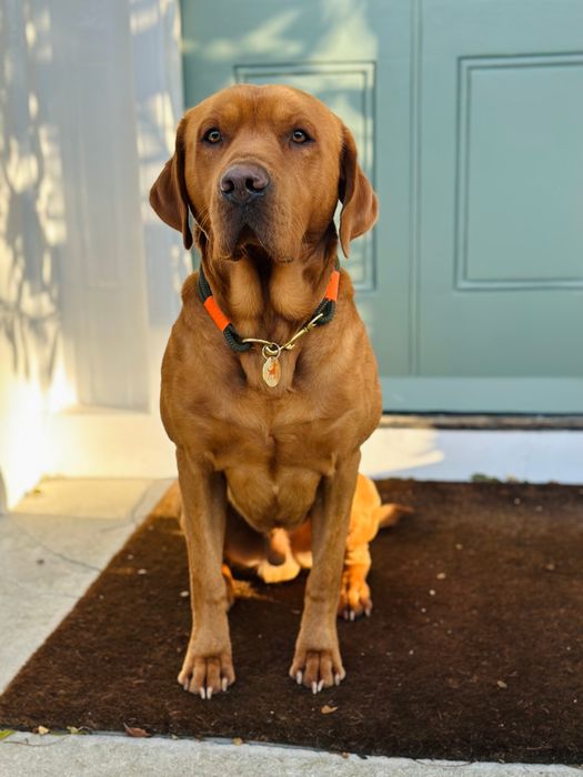 Our bestselling dog accessories 