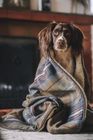 The Windsor Dog Blanket