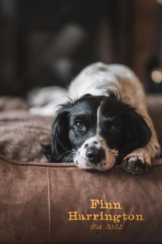FH Classic Dog Bed