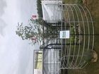 Tree Guards