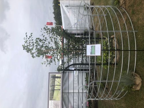 Tree Guards