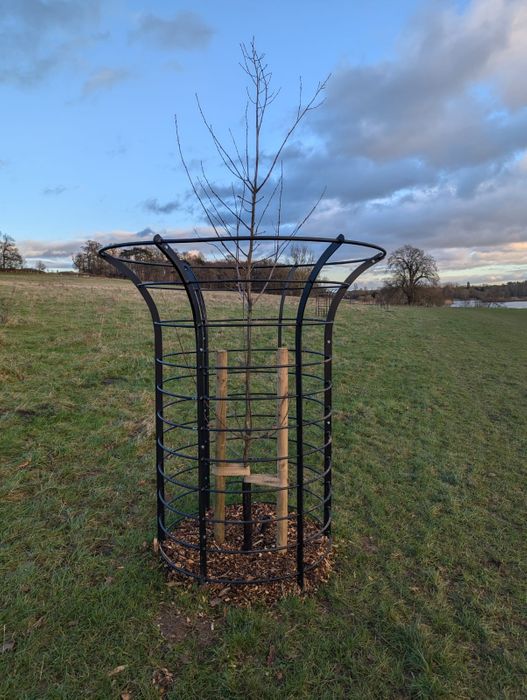 Tree Guards