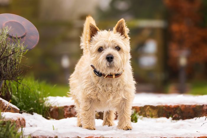 Pet Photography at The Game Fair