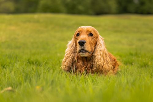 Pet Photography at The Game Fair