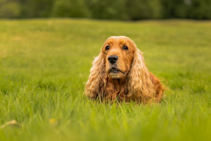 Pet Photography at The Game Fair