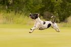 Pet Photography at The Game Fair