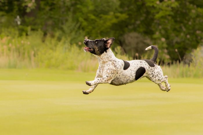 Pet Photography at The Game Fair