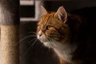 Pet Photography 