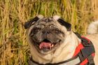 Pet Photography 