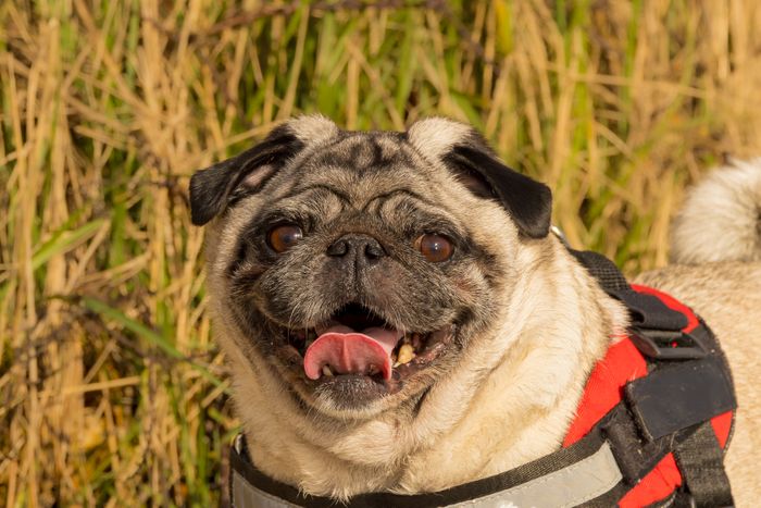 Pet Photography 