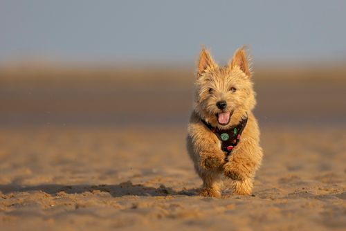 Pet Photography 