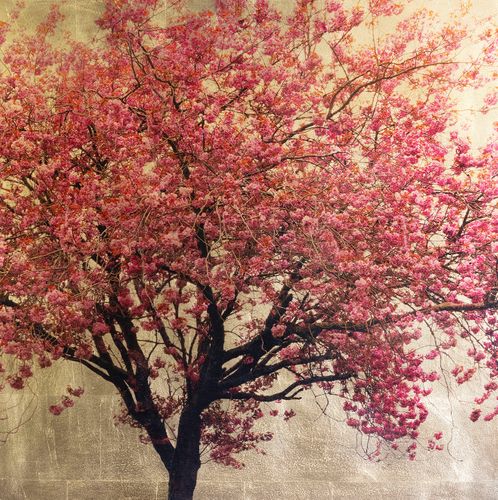 Prunus Serrulata XX by Robert Pereira Hind
