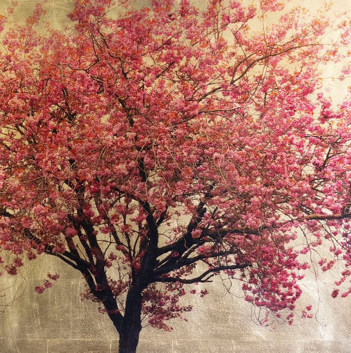 Prunus Serrulata XX by Robert Pereira Hind £1495