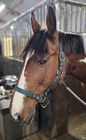 BioThane waterproof Horse Head Collars