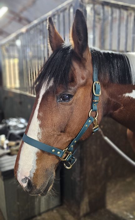 BioThane waterproof Horse Head Collars