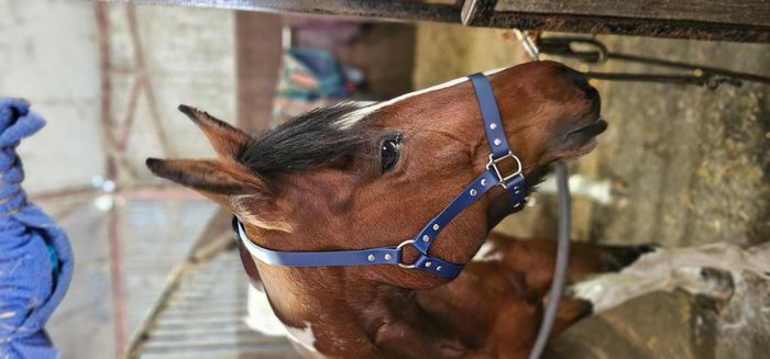 BioThane waterproof Horse Head Collars