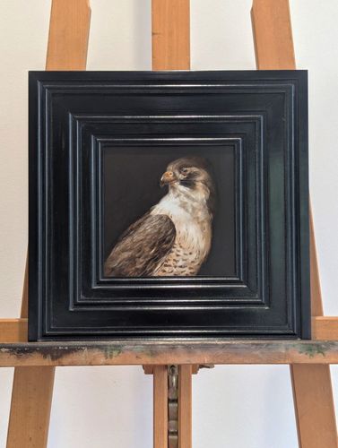 Peregrine Falcon