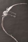 The Wings of Aspiration by Ian Edwards Bronze £19500