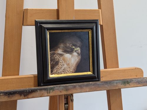 Portrait of a Peregrine falcon