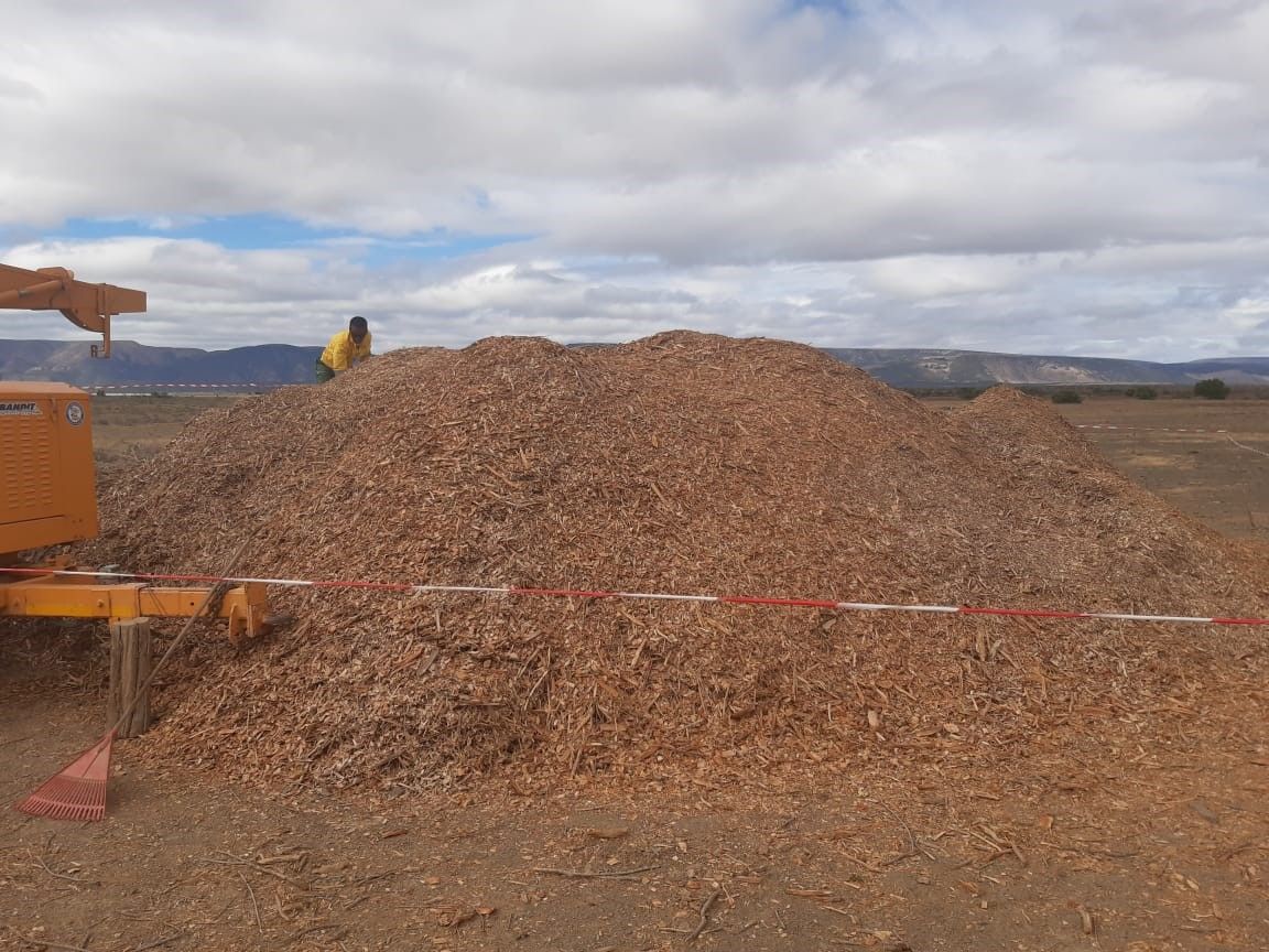 Alien invasive plant clearing and chipping at Addo Elephant Park 
