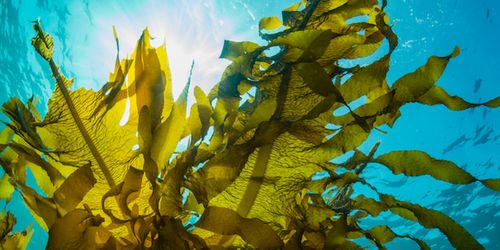 Australian and Chinese Researchers Team Up to Tackle Plastic Pollution with Seaweed