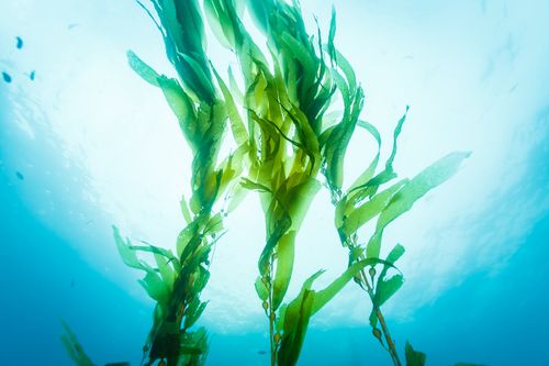 Canadian Researchers Use Kelp and Wood Fibre to Tackle Plastic Waste