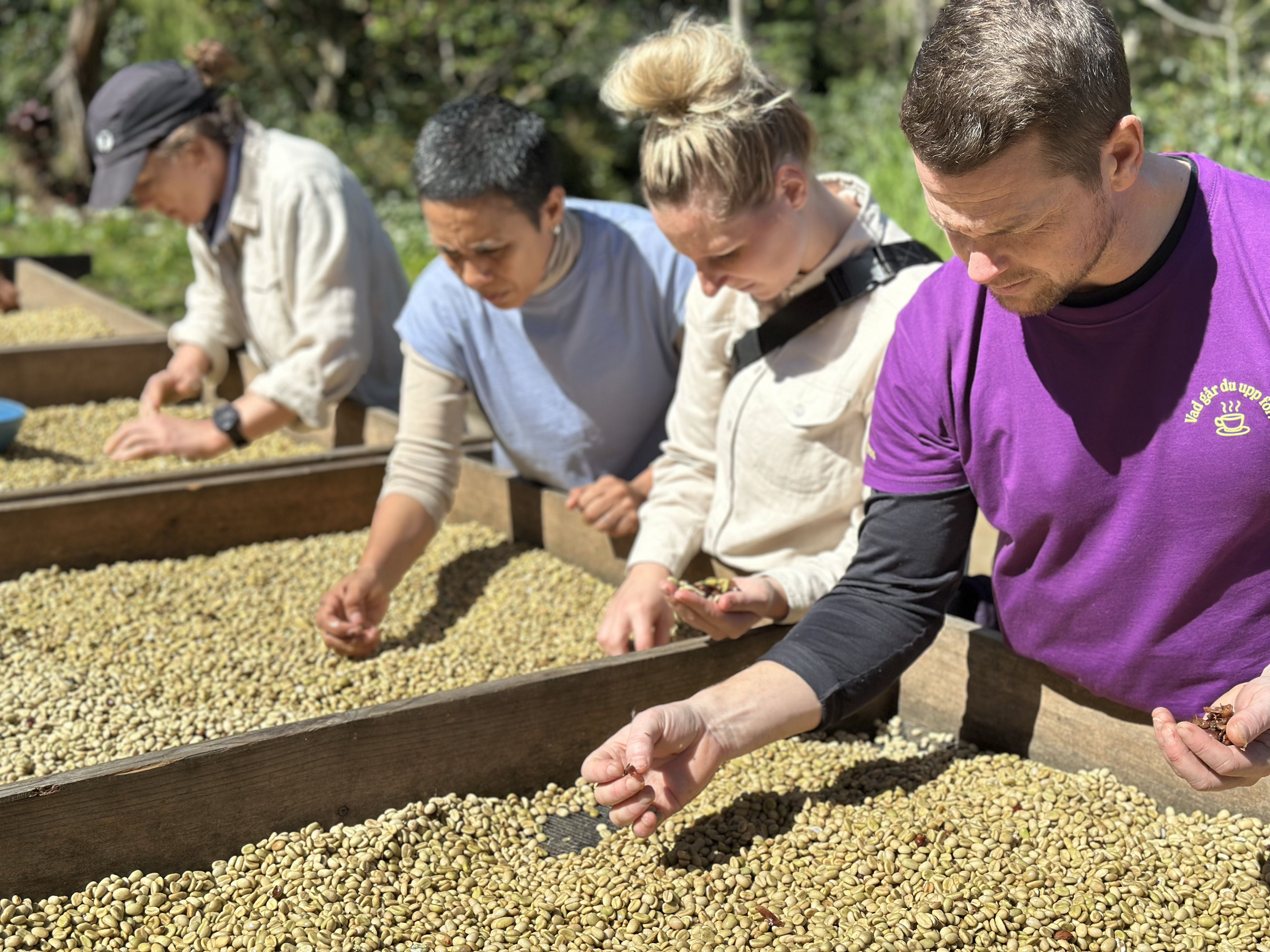Lofbergs Coffee Farming