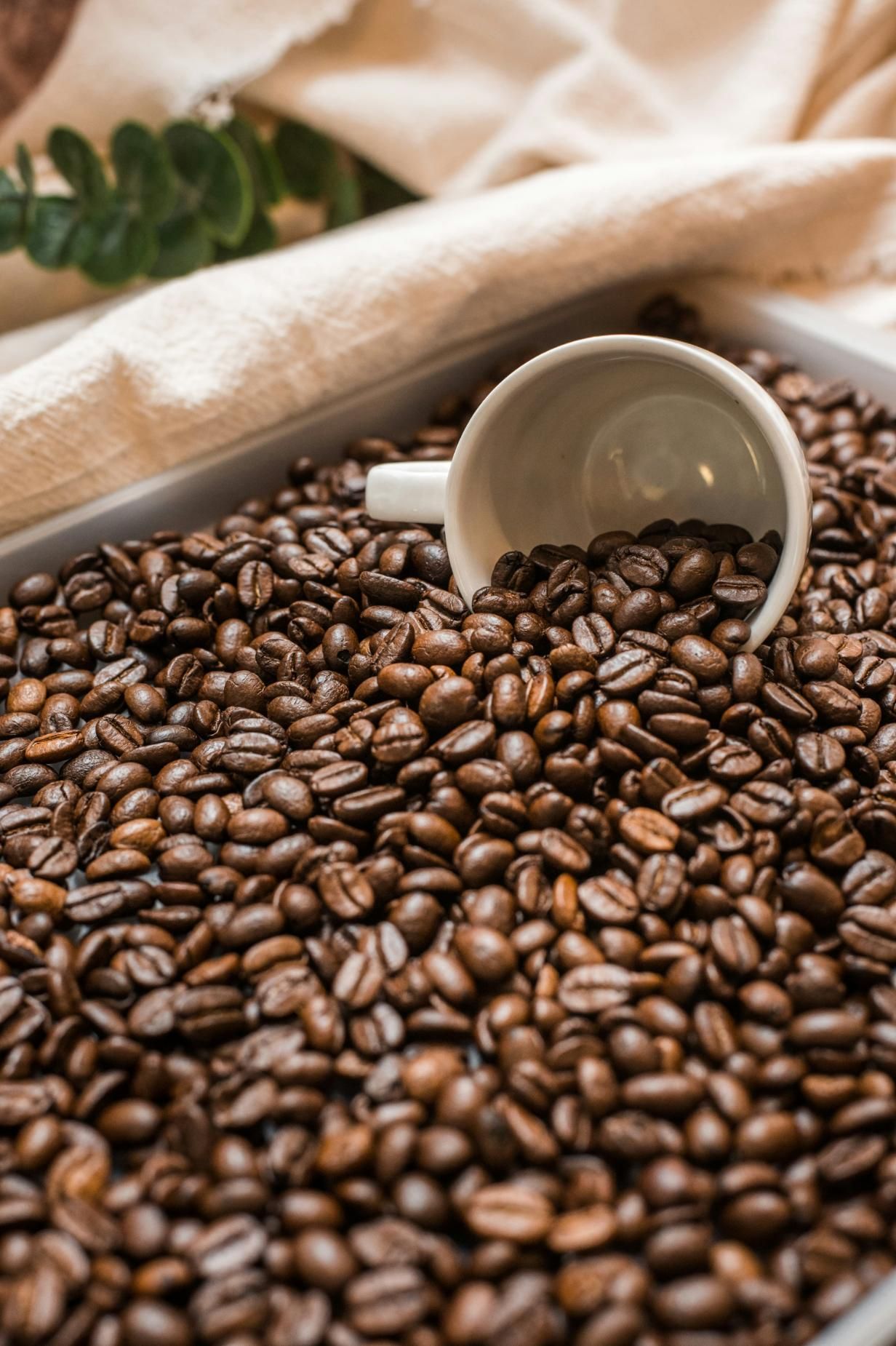 coffee beans