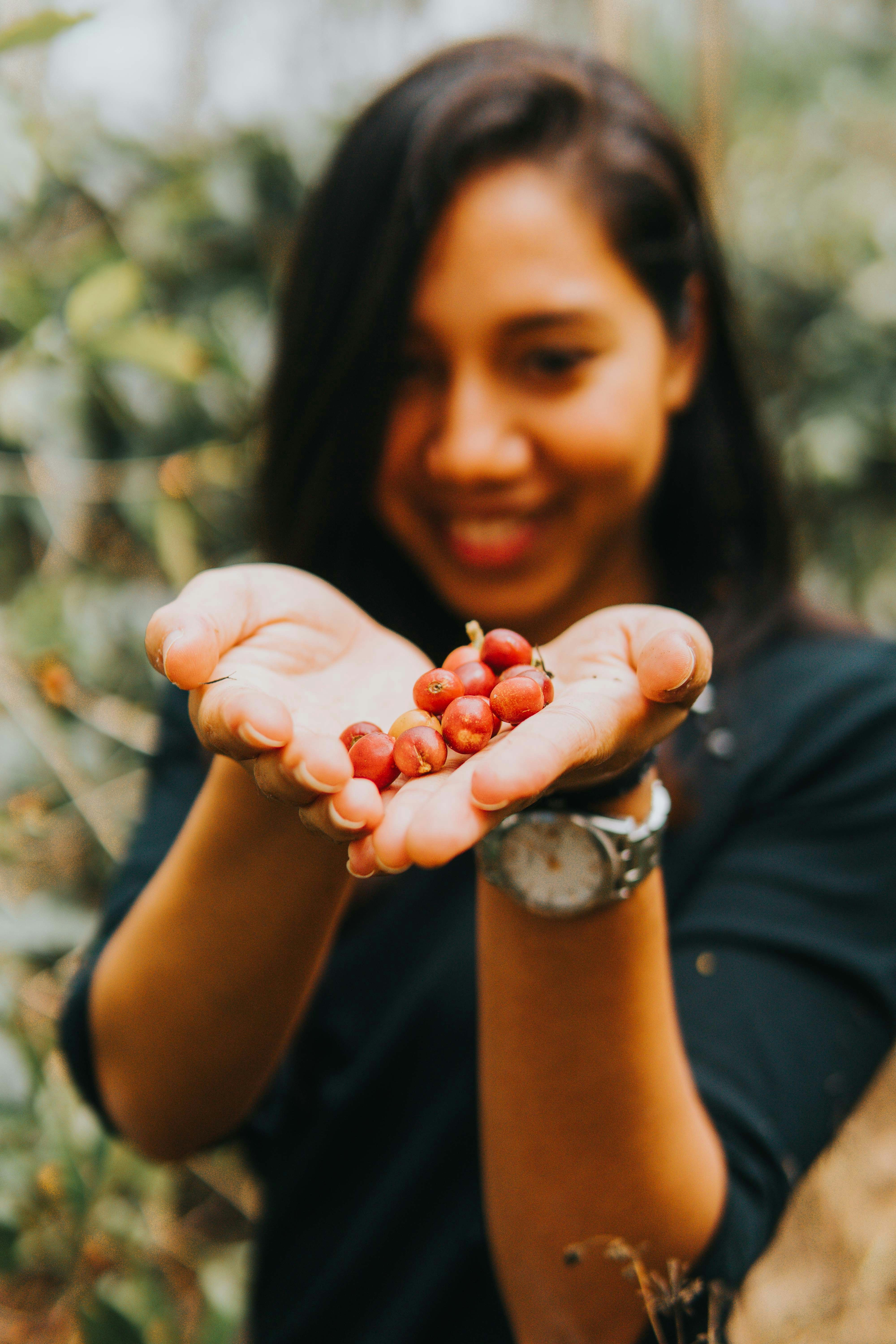 A woman holds freshly picked red coffee cherries in her cupped hands