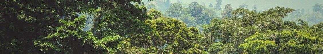 Cover image - Kindred Forest