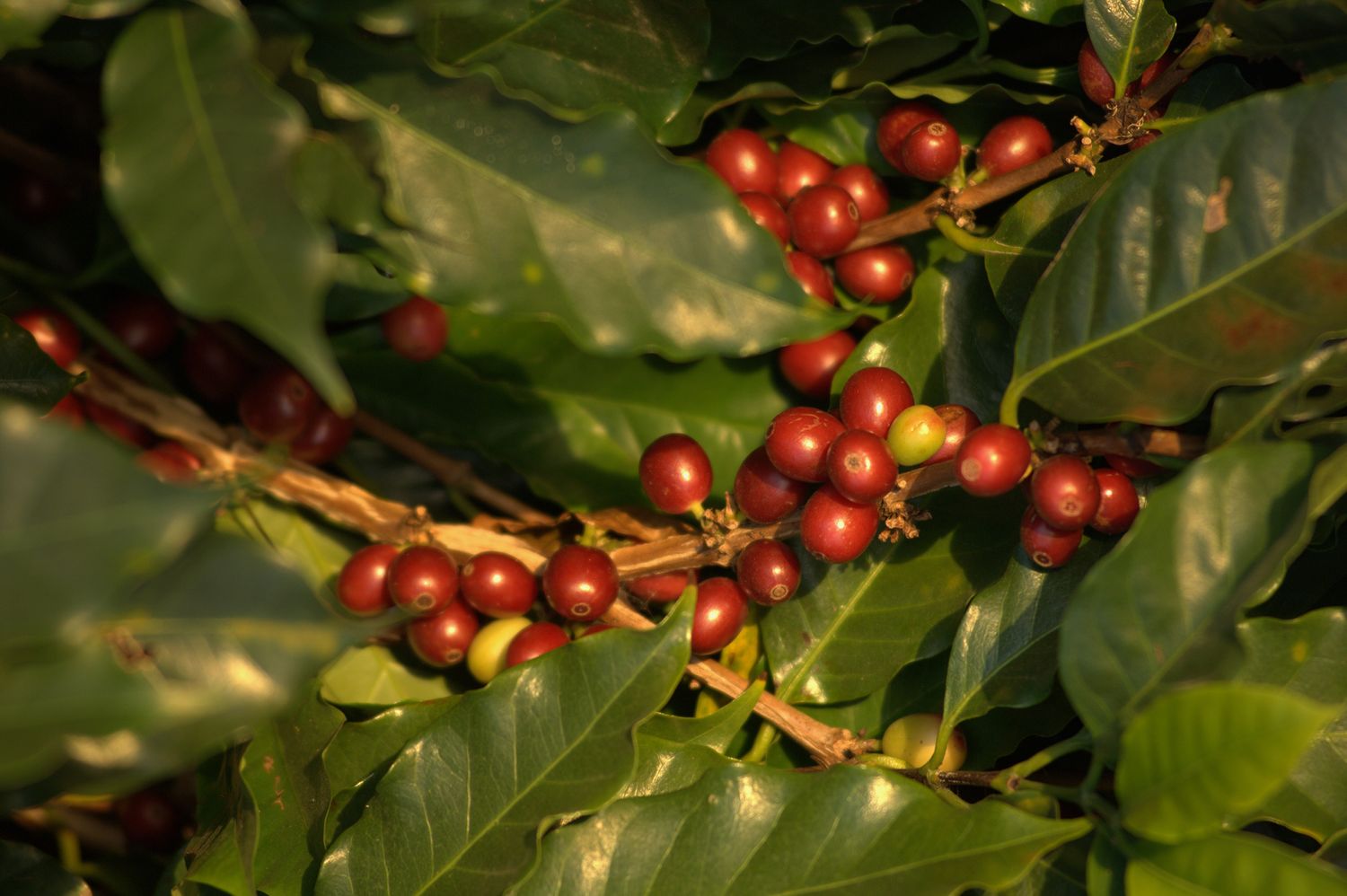 InterAmerican Coffee
