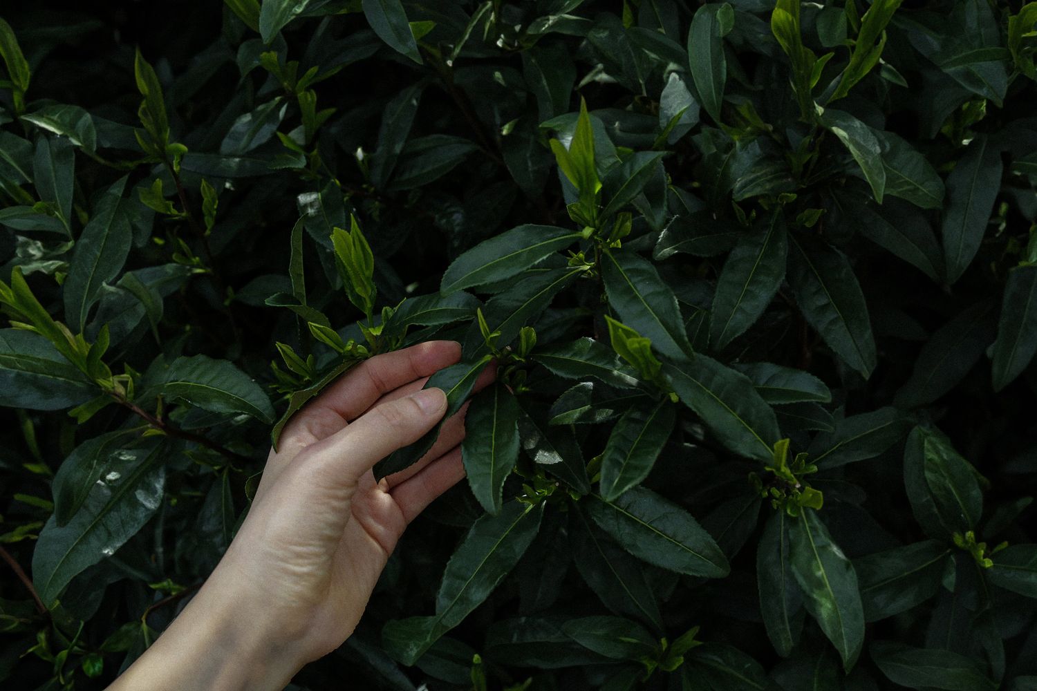 MATSU-CHA