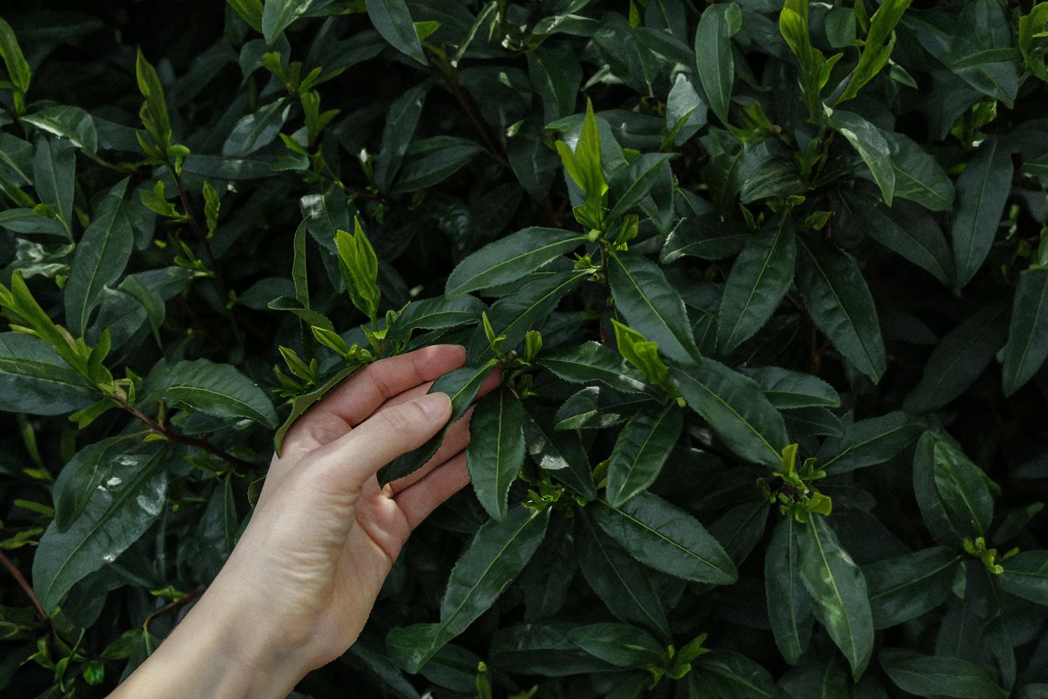 Cover image - MATSU-CHA