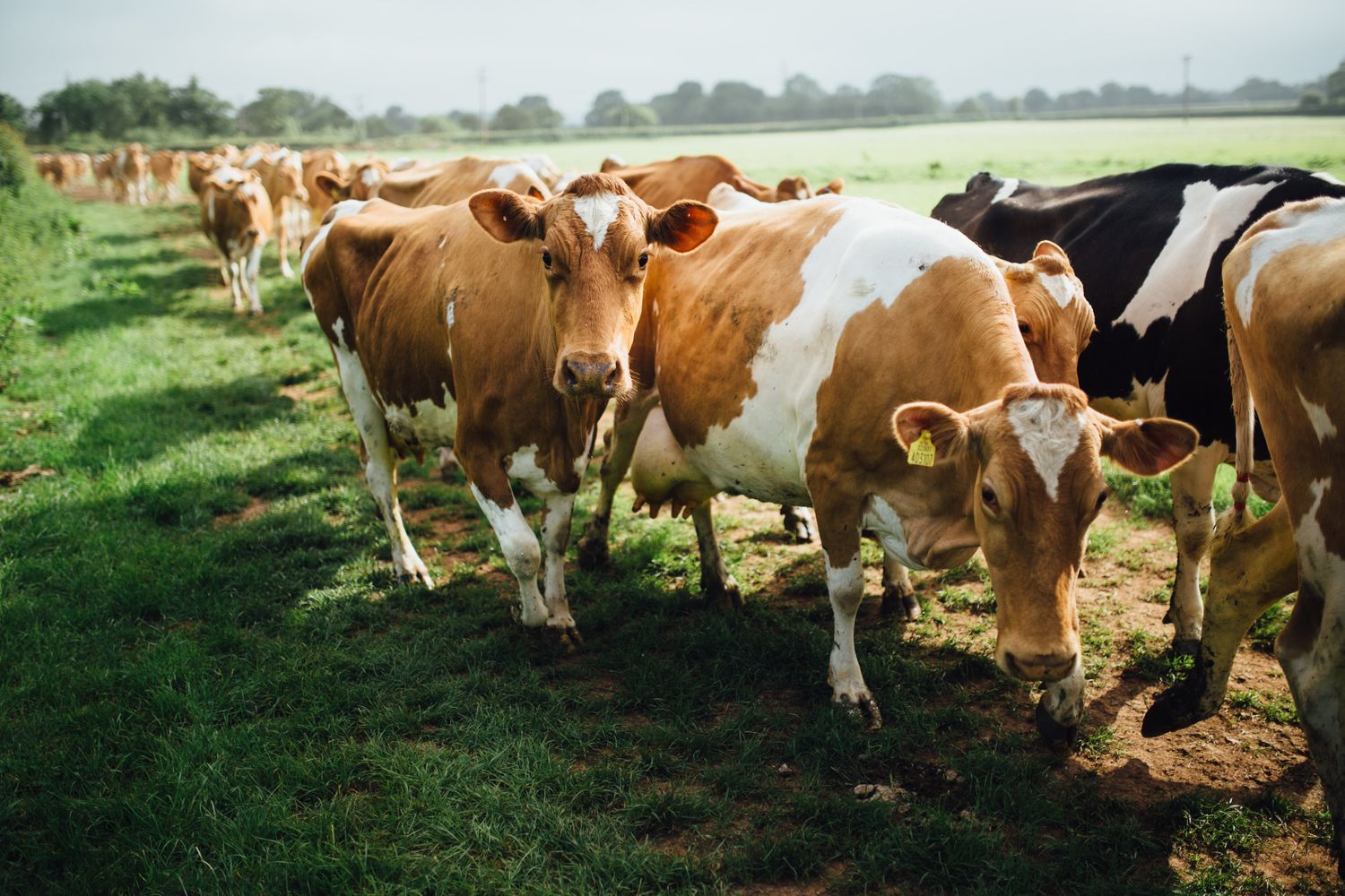 Cover image - The Estate Dairy