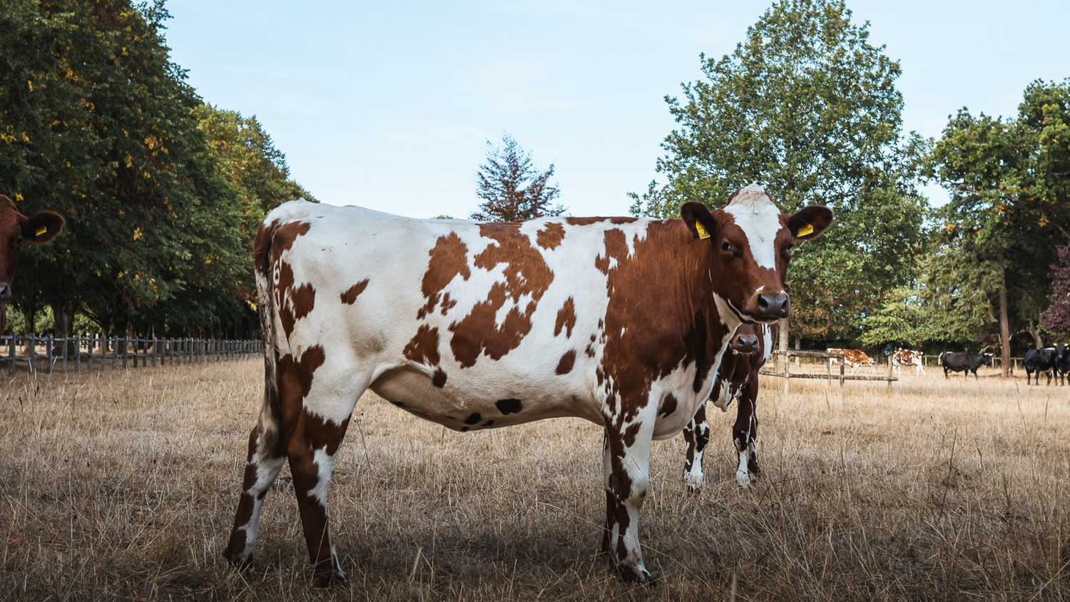 Cover image - The Widcombe Estate