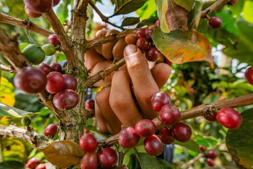 Coffee Sustainability Now Turns on Proof, Not Promises