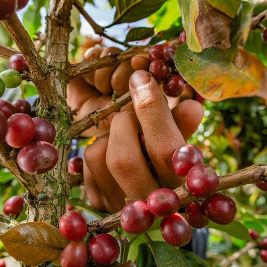 Coffee Sustainability Now Turns on Proof, Not Promises